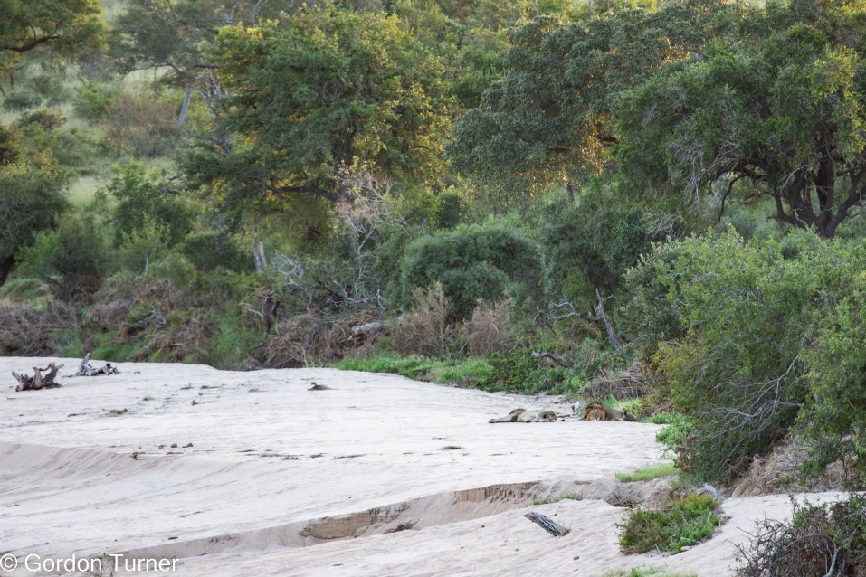 <h2>The Best of South Africa Escorted 2023</h2> 14 Nights | 6 Rounds | March 11 - 25